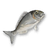 Sea bream.png