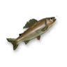 Grayling.png