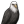 Sea eagle.png