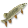 Pike.png