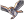 Barn Owl.png