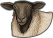Domestic sheep.png