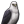 Black-and-white-hawk-eagle.png