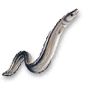 Conger eel.png