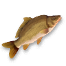 Carp.png