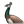 Peahen.png