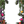 Item1631.png