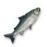 Salmon.png