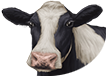 Domestic cow.png