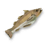 Whiting.png
